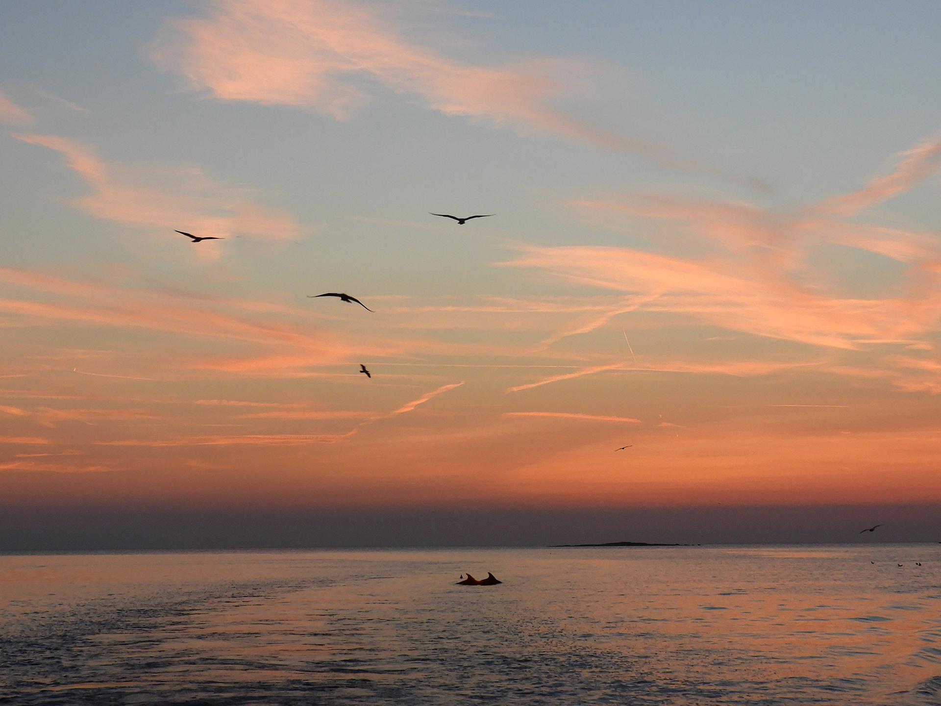 Sunset with dolphins Pula Croatia – National Park Brijuni sunset with dolphins pula istria croatia - national park brijuni