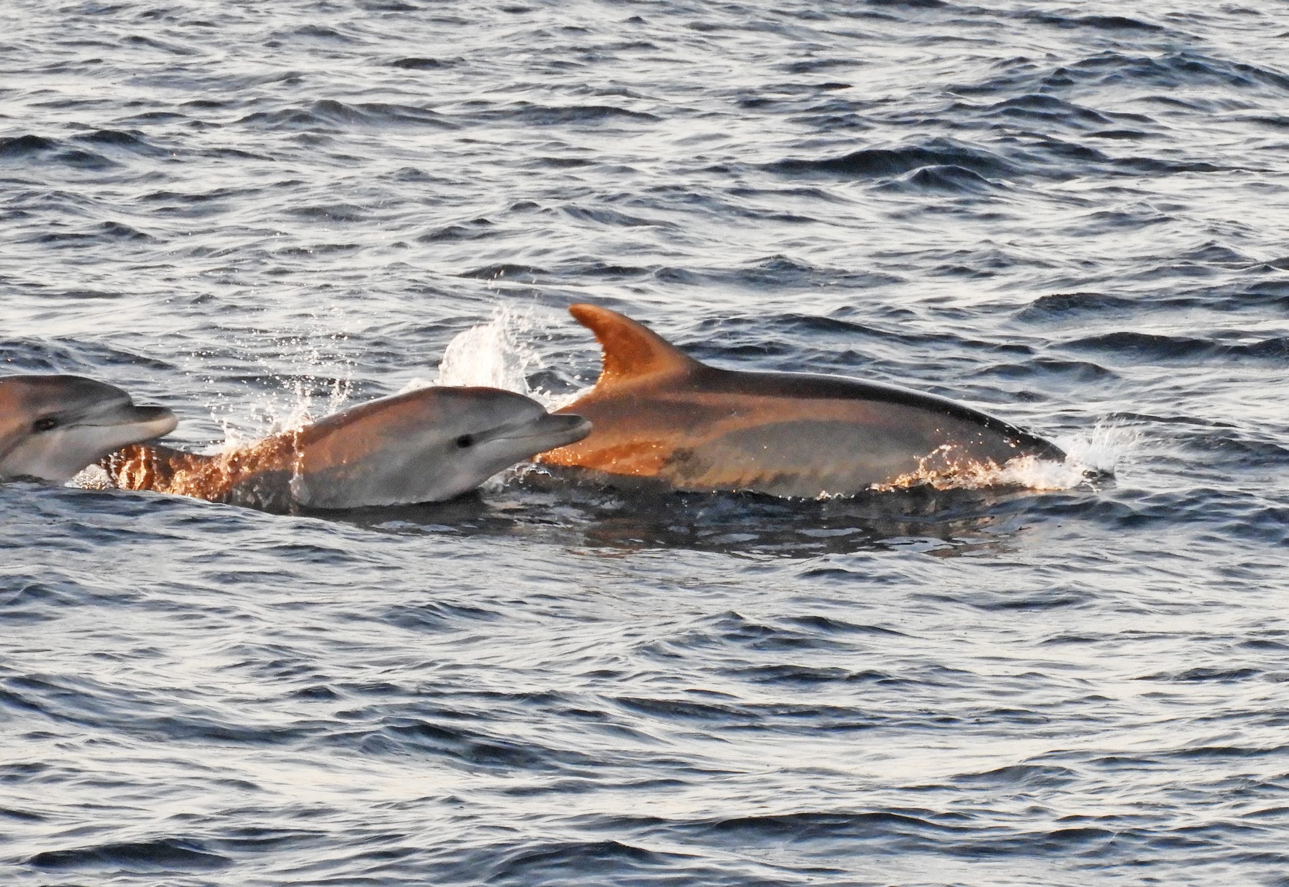 sunset with dolphins pula croatia