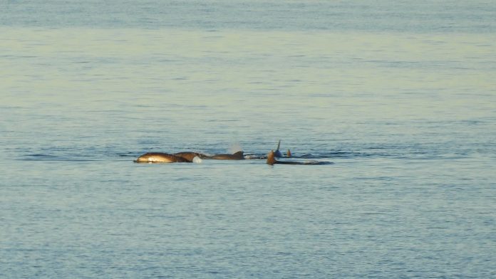dupini4 Sunset with dolphins pula