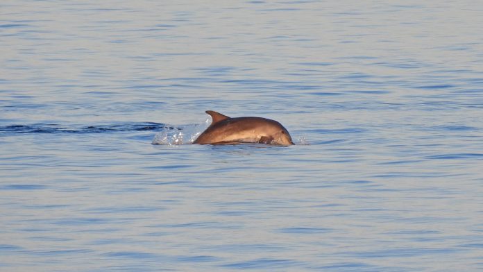 dupini5 Sunset with dolphins pula